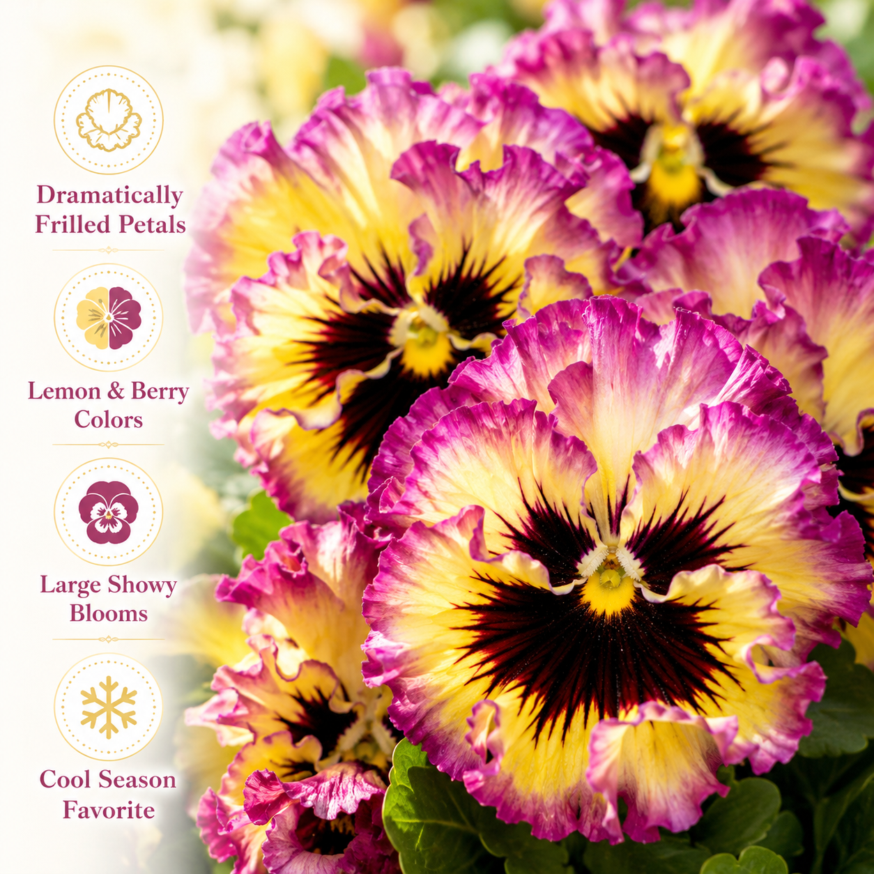 25 Frizzle Sizzle Pansy Seeds, Viola x wittrockiana, Non GMO, Easy to Grow, High-Yielding Fringed Blooms for Gorgeous Patio Pots and Window Boxes