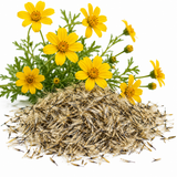 Dahlberg Daisy Seeds for Planting, 900 Pcs Daisy Seeds, Non GMO, Heirloom, Delicate Trailing Yellow Daisy for Hanging Baskets & Flower Beds