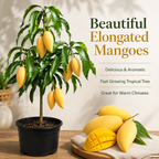 Grafted NAM Doc Mai Mango Tree Live Plant | 2.5–3 Ft Tropical Fruit Tree for Planting | Sweet, Low-Fiber Mango Variety for Home Gardens (No Ship to CA,HI,AK)