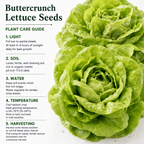 1500 Buttercrunch Lettuce Seeds for Planting, Non GMO, Heirloom, Easy to Grow, Delicious Tender Greens, Ideal for Raised Beds, Containers & Gardens