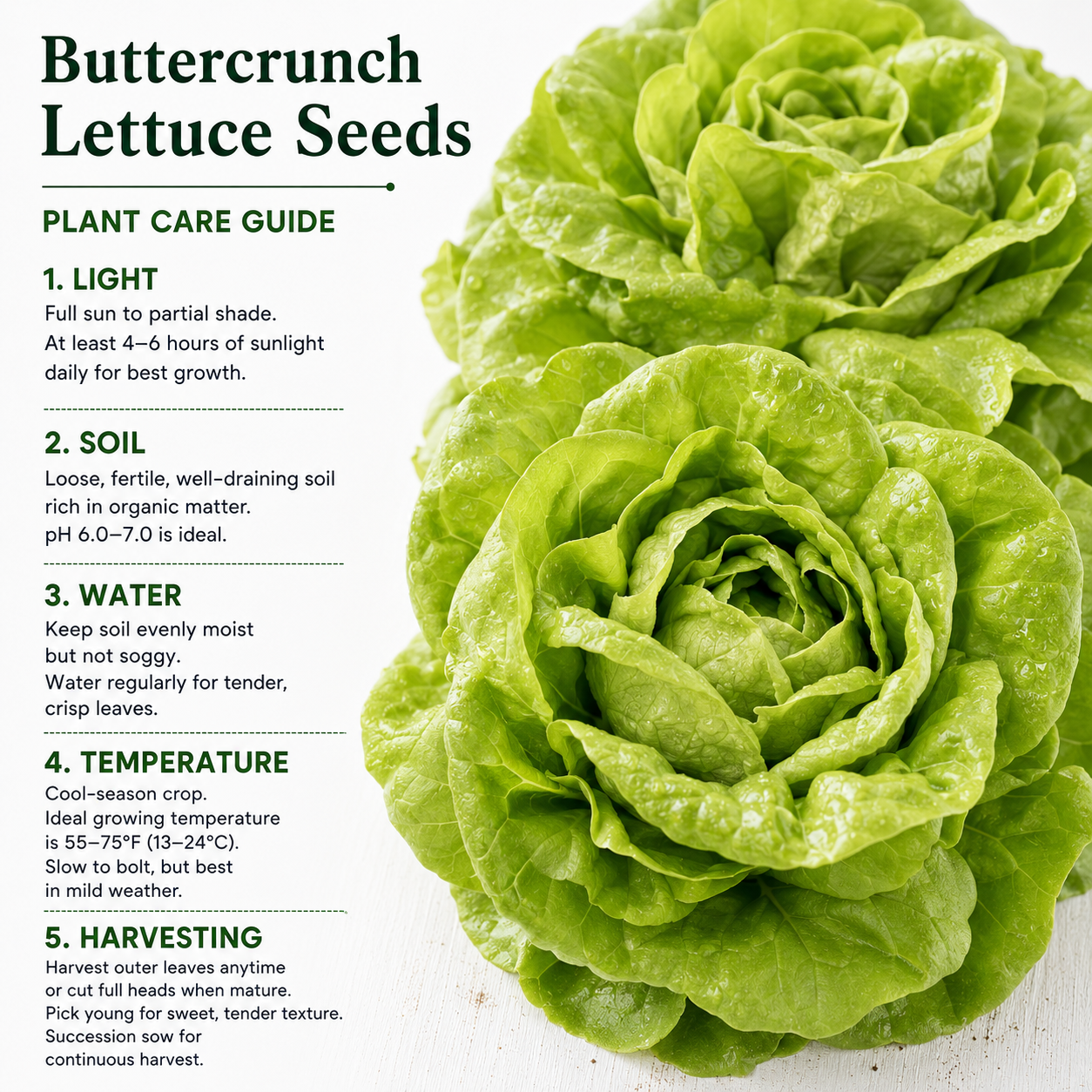1500 Buttercrunch Lettuce Seeds for Planting, Non GMO, Heirloom, Easy to Grow, Delicious Tender Greens, Ideal for Raised Beds, Containers & Gardens