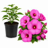 Rose Hardy Hibiscus Plants Live, 4-8" Tall, Vibrant Perennial Hibiscus Plant, Fast Growing Flowering Shrub for Backyard Landscape and Patio Pots