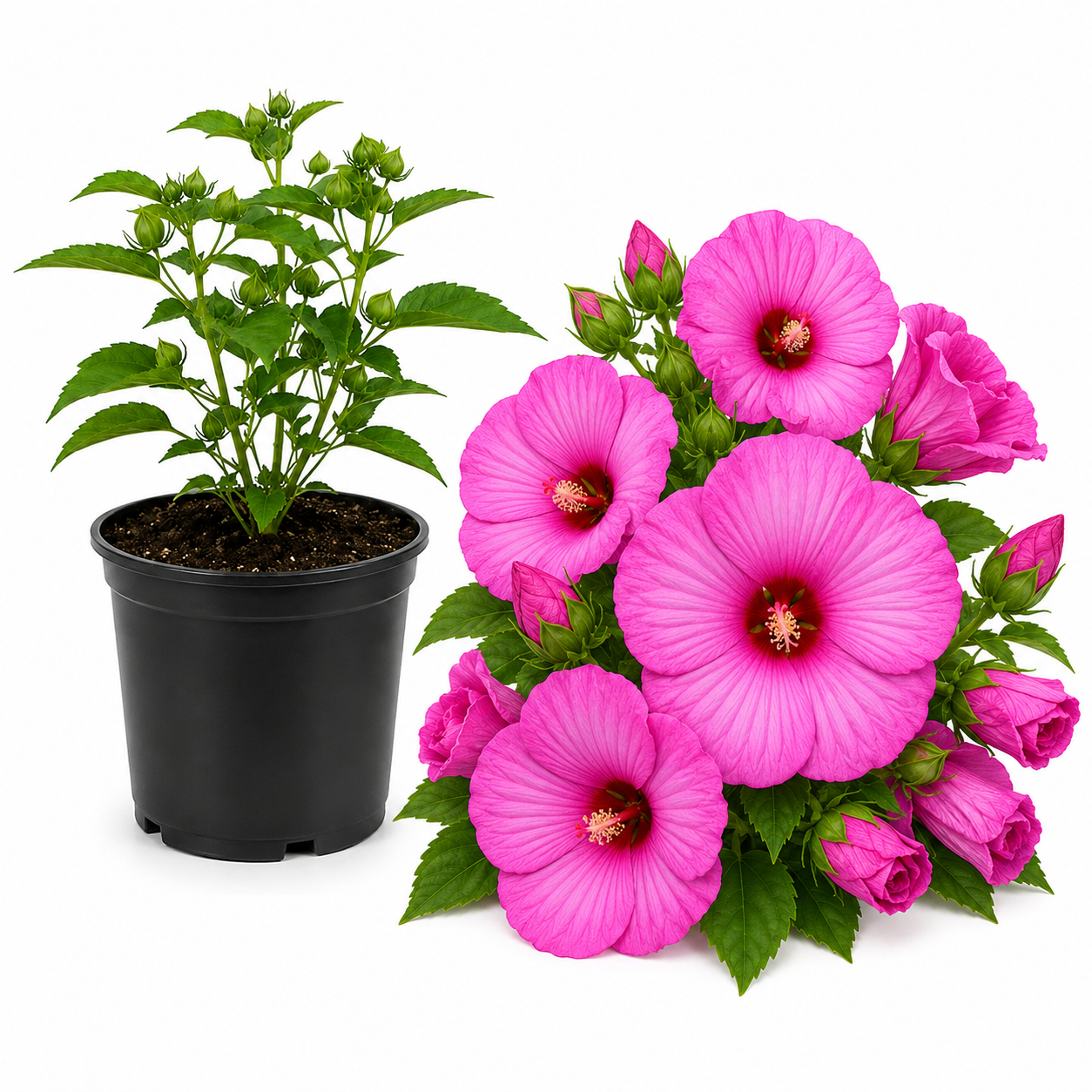 Rose Hardy Hibiscus Plants Live, 4-8" Tall, Vibrant Perennial Hibiscus Plant, Fast Growing Flowering Shrub for Backyard Landscape and Patio Pots