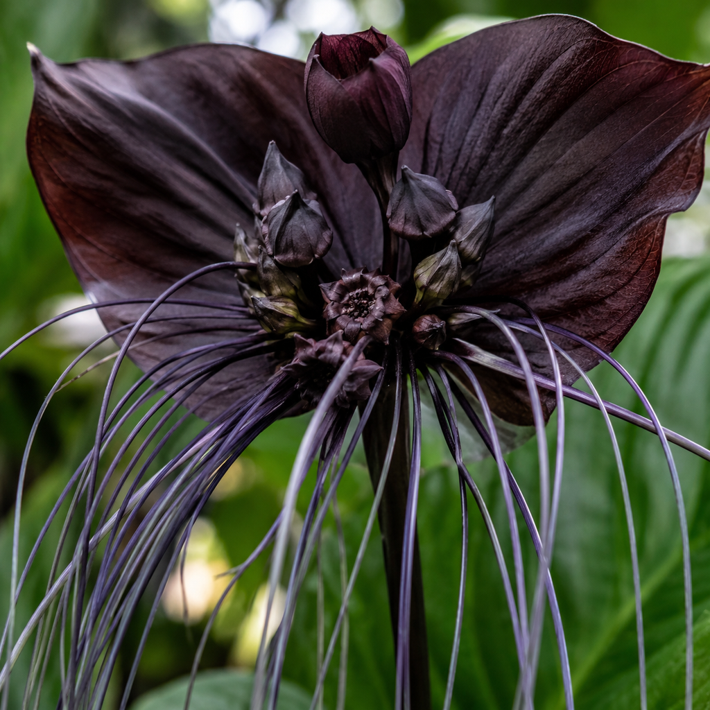 Tacca Chantrieri | Black Bat Flower Live Plant - 4 Inch Tall | Unique Tropical Houseplant for Indoor Growing, Home Decor & Exotic Plant Displays | Easy to Grow