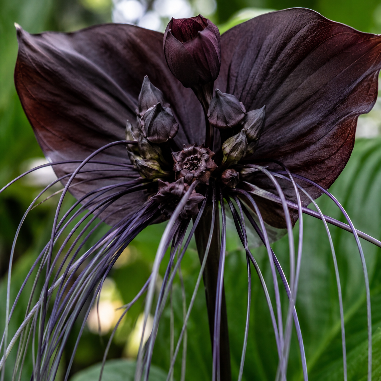 Tacca Chantrieri | Black Bat Flower Live Plant - 4 Inch Tall | Unique Tropical Houseplant for Indoor Growing, Home Decor & Exotic Plant Displays | Easy to Grow