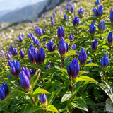 300 Bottle Gentian Seeds, Non GMO, easy to Grow, Hardy Native Gentian Flower Seeds, Ideal Choice for Gardens & Borrders