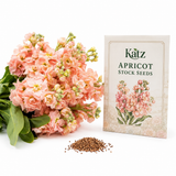 100 Katz Apricot Stock Seeds, Matthiola Incana, Heirloom, High-Yield, Sweet-Scented Peach Cut Flower, Ideal for Elegant Wedding Bouquets and Modern Floral Arrangements