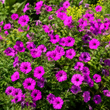 500 Shanin Wild Petunia Seeds for Planting Outdoors, Hardy, Drought Tolerant Native Flower Seeds, High-Yielding, for Gardens, Borders & Patios