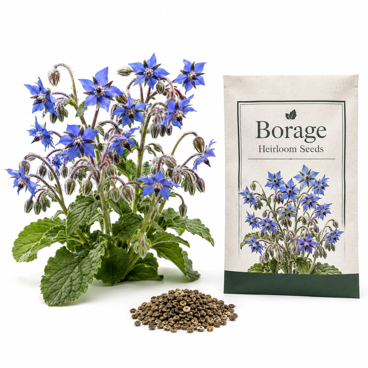 200 Heirloom Borage Seeds for Planting, Easy Care, Borago Officinalis Seeds, Fast Growing, High-Yield Edible Cucumber-Flavored Blue Starflowers, Ideal for Garden Borders