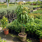 (No Ship to CA, HI, AK) Mallika Mango Tree Live Plant | Fruit Tree 2–3 Ft Tall for Planting | Premium Tropical Mango Variety | Outdoor Fruit Tree for Yard, Patio & Garden Growing