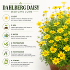 Dahlberg Daisy Seeds for Planting Outdoors, 300 Pcs, Low Maintenance, Heat Tolerant Yellow Flower Plant, Ideal for Groundcover, Yard & Gardens
