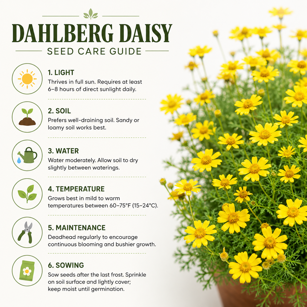 Dahlberg Daisy Seeds for Planting Outdoors, 300 Pcs, Low Maintenance, Heat Tolerant Yellow Flower Plant, Ideal for Groundcover, Yard & Gardens