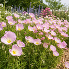 1500 Showy Evening Primrose Seeds for Planting, Non GMO, Heirloom, Fragrant Soft Pink Wildflower Seeds, Ideal for Gardens & Landscaping