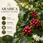 Live Coffea Arabica Plant, Well-Rooted 1-2' Potted Plant, Low Maintenance Indoor Coffee Plant for Bright Windowsills (No Ship to CA,HI,AK)