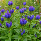 200 Bottle Gentian Seeds for Planting, Fast Growing, High-Yield Flower Seeds, Unique Deep Blue Blooms, Ideal for Gardens & Borders