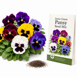 200 Pansy Swiss Giants Seed Mix, Non-GMO, Heirloom Seeds, Fast Growing, Large Colorful Facing Flowers for Outdoor Spaces