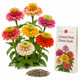25 Crested Petal Zinnia Seeds, Non-GMO Zinnia elegans, Annual, Vibrant Ruffled Crown-Shaped, Multi-Color Flower Seeds for Cut Garden