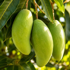 Mun Kun Si Tropical Mango Tree 2.5–3 Ft | Sweet Mango Fruit Tree for Patio, Backyard & Landscape Use (No Ship to CA, HI, AK)