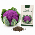 100 Purple Cauliflower Seeds (Brassica Oleracea), Non GMO, Fast Growing, Cold Hardy Backyard Vegetable Seed for Fall & Spring Gardens
