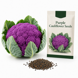 100 Purple Cauliflower Seeds (Brassica Oleracea), Non GMO, Fast Growing, Cold Hardy Backyard Vegetable Seed for Fall & Spring Gardens