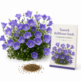 700 Tussock Bellflower Seeds, Non-GMO Campanula carpatica Seeds, Easy Care, Vibrant Blue Violet Perennial Cascading for Rock Gardens