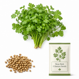 300 Slow Bolt Cilantro Seeds for Planting Outdoors, Non-GMO Coriandrum sativum Seeds, High-Yielding, Heat Tolerant Edible Herb Seeds, Aromatic Green Leaves