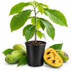 Pawpaw Tree Live Plant in Quart Pot, 12-18 Inch Tall, Cold-Hardy North American Fruit Tree | Well-Rooted Plants for Garden, Native Fruit Tree for Backyard