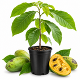 Pawpaw Tree Live Plant in Quart Pot, 12-18 Inch Tall, Cold-Hardy North American Fruit Tree | Well-Rooted Plants for Garden, Native Fruit Tree for Backyard