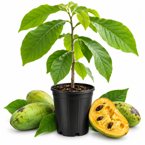 Pawpaw Tree Live Plant in Quart Pot, 12-18 Inch Tall, Cold-Hardy North American Fruit Tree | Well-Rooted Plants for Garden, Native Fruit Tree for Backyard