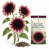 25 Rare Purple Procut Plum Sunflower Seeds, Non GMO, High Yield, Fast Growing, Striking Exotic Pastel Blooms, for Home Gardens Planting