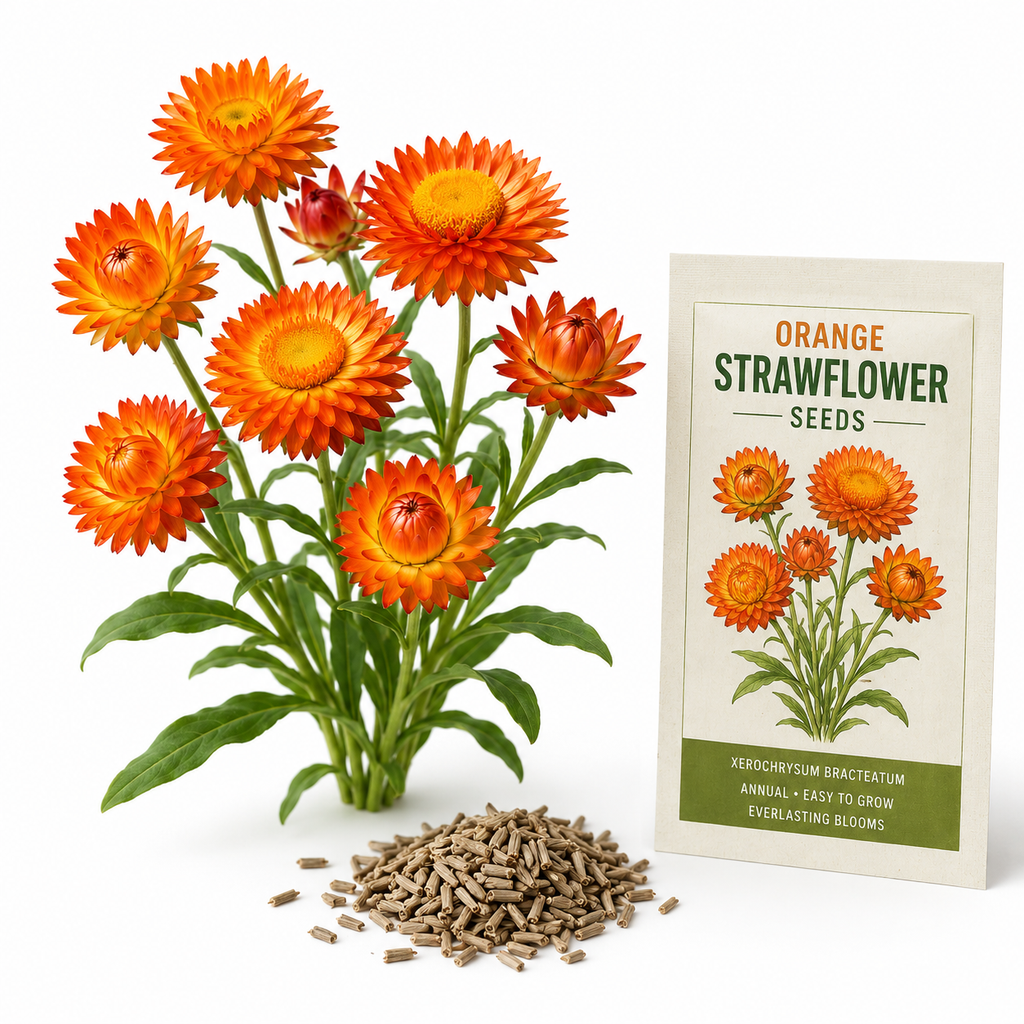 100 Strawflower Seeds, Heirloom, Easy to Grow Flower Seeds, High-Yielding Rigid Petal Blooms, for Pots and Garden Beds