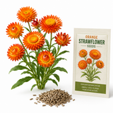100 Strawflower Seeds, Heirloom, Easy to Grow Flower Seeds, High-Yielding Rigid Petal Blooms, for Pots and Garden Beds