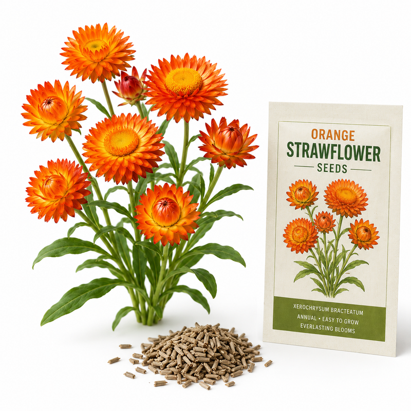 100 Strawflower Seeds, Heirloom, Easy to Grow Flower Seeds, High-Yielding Rigid Petal Blooms, for Pots and Garden Beds