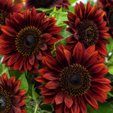 50 Velvet Queen Sunflower Seeds, Fast Growing, High-Yield, Tall Velvet Red Multi-Branching Blooms for Gardens