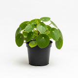 Chinese Money Plant Live in 4'' Inch Pot | Pilea Plant Live | Easy-Care Indoor Houseplant for Apartments, Workspaces & Decorative Pots | Real Plants for Gardening Lovers