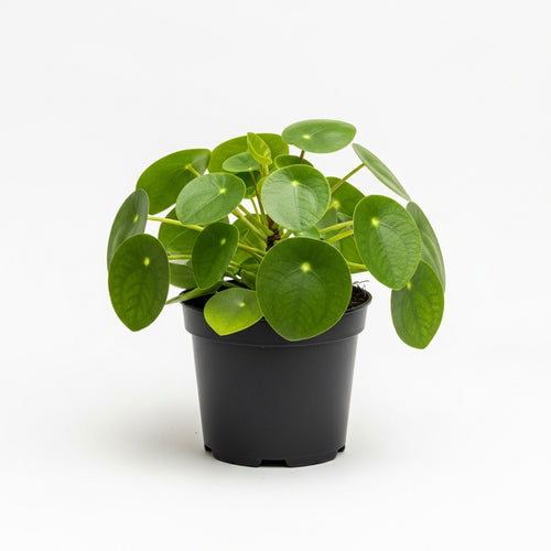 Chinese Money Plant Live in 4'' Inch Pot | Pilea Plant Live | Easy-Care Indoor Houseplant for Apartments, Workspaces & Decorative Pots | Real Plants for Gardening Lovers
