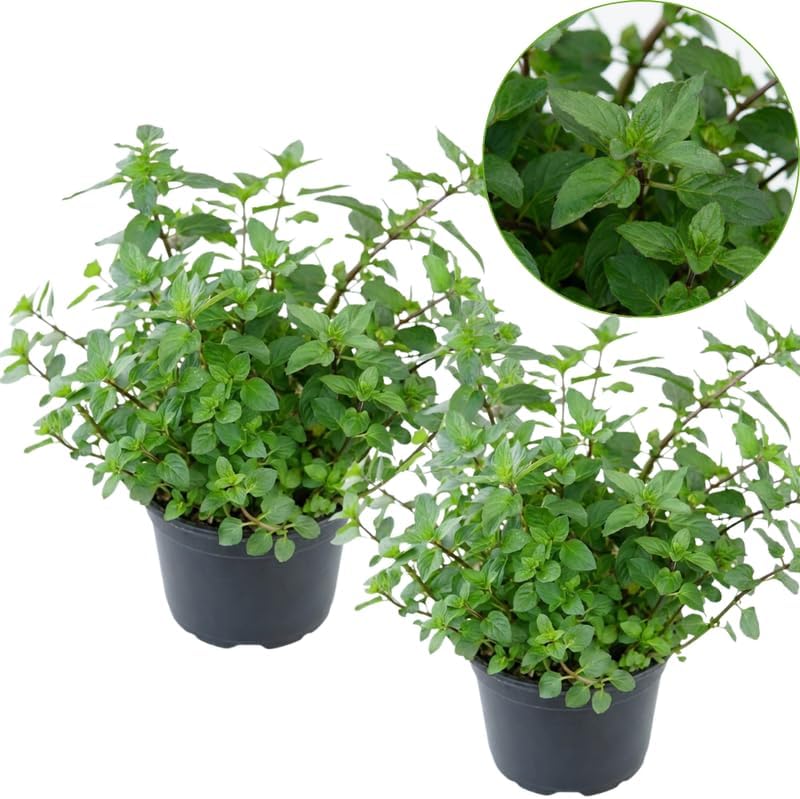 2 Apple Mint Plants, 3-Inch Pot, Mint Plants Live, Fast Growing Aromatic Perennial for Modern Landscape and Herb Gardening