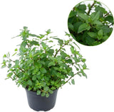 Orange Mint Plants Live Outdoor and Garden, Mint Plants Live in 3-Inch Pot, Cold-Hardy Mint Herb for Patios, Containers, and Ground Cover