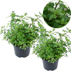 2 Apple Mint Plant, 3" Pot, Fresh Herb Plants Live, Mint Plants for Inside Windowsills or Outdoor Garden Beds