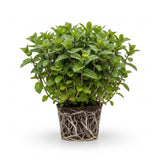 2 Chocolate Mint Plant, 3" Pot, Fresh Herb Plants Live, Mint Plants for Inside Windowsills or Outdoor Garden Beds