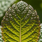 2 Chocolate Mint Plant, 3" Pot, Fresh Herb Plants Live, Mint Plants for Inside Windowsills or Outdoor Garden Beds