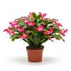 Christmas Cactus Plants Live in 4" Inch Pot | Unique Christmas Cactus Live Plants | Low-Maintenance Indoor Houseplant | Great Holiday Gift for Plant Lovers