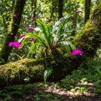 Christmas Cactus Plants Live in 4" Inch Pot | Unique Christmas Cactus Live Plants | Low-Maintenance Indoor Houseplant | Great Holiday Gift for Plant Lovers