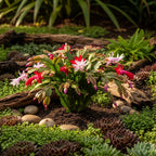 Christmas Cactus Plants Live in 4" Inch Pot | Unique Christmas Cactus Live Plants | Low-Maintenance Indoor Houseplant | Great Holiday Gift for Plant Lovers