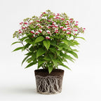 3 Live Bleeding Heart Plants | 4 to 5 Inch Tall | Clerodendrum Plant with White Blossoms | for Trellises, Patios, or Balconies
