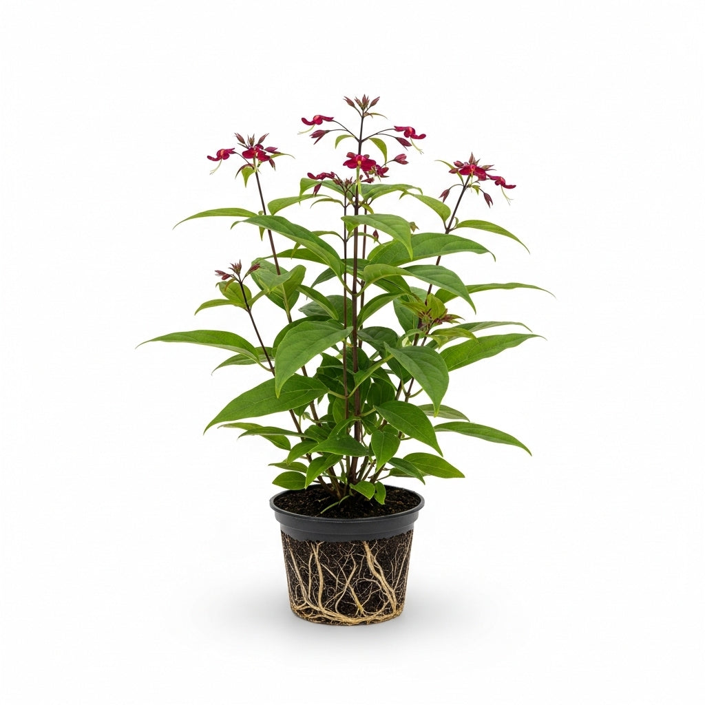 2 Count Clerodendrum Bleeding Heart Live Plant | Tropical Vine with White Blossoms |4 to 5 Inch Tall Starter Plant | Well Rooted