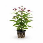 2 Count Clerodendrum Bleeding Heart Live Plant | Tropical Vine with White Blossoms |4 to 5 Inch Tall Starter Plant | Well Rooted