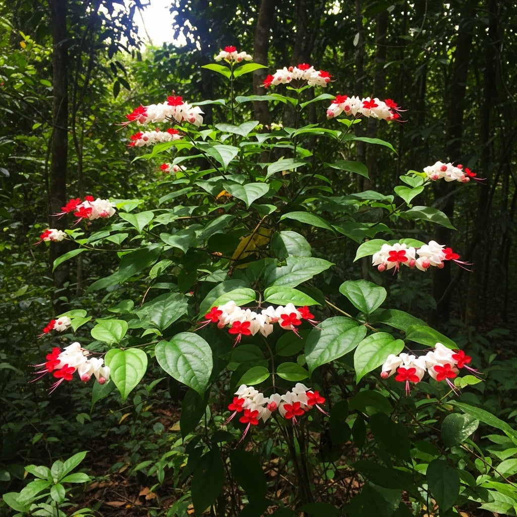 2 Count Clerodendrum Bleeding Heart Live Plant | Tropical Vine with White Blossoms |4 to 5 Inch Tall Starter Plant | Well Rooted