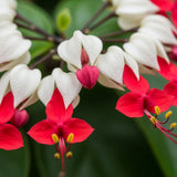 2 Count Clerodendrum Bleeding Heart Live Plant | Tropical Vine with White Blossoms |4 to 5 Inch Tall Starter Plant | Well Rooted