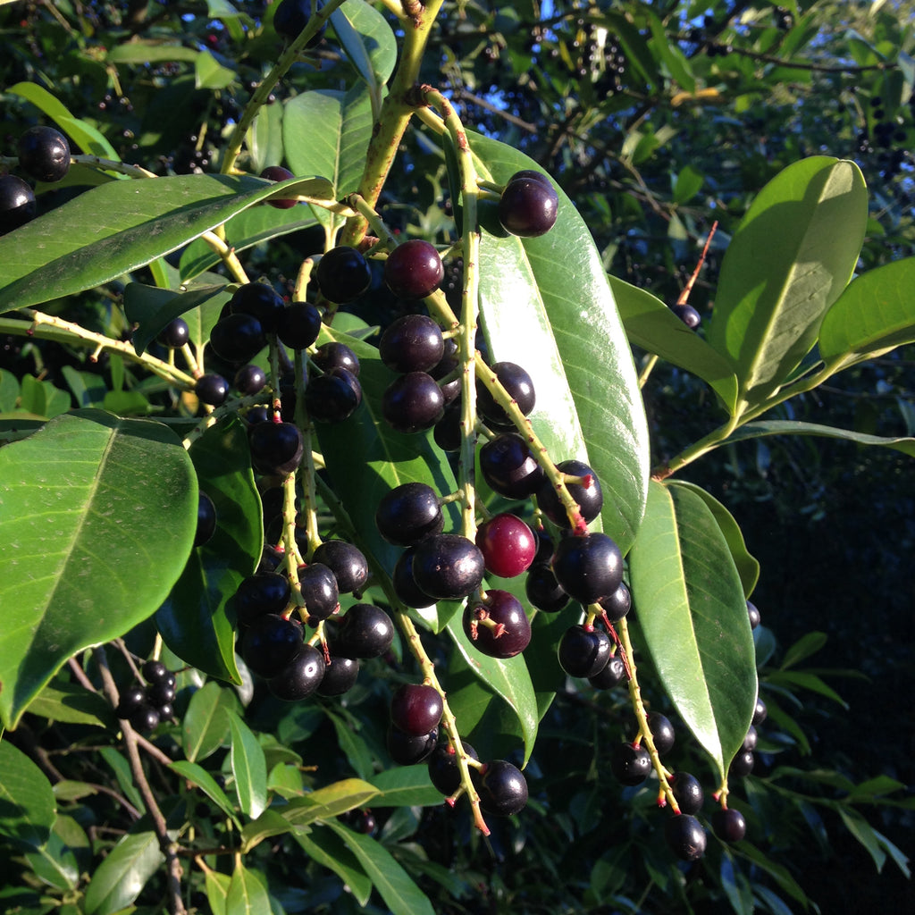 100 Pcs Garden Huckleberry Seeds, Non GMO, Heirloom Fruit Seeds, Suitable for Outdoor Garden & Borders